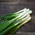 Tokyo Long White Bunching Onion Garden Seeds - 1 Lb - Non-GMO, Heirloom Vegetable Gardening & Micro Greens Seed   565499333